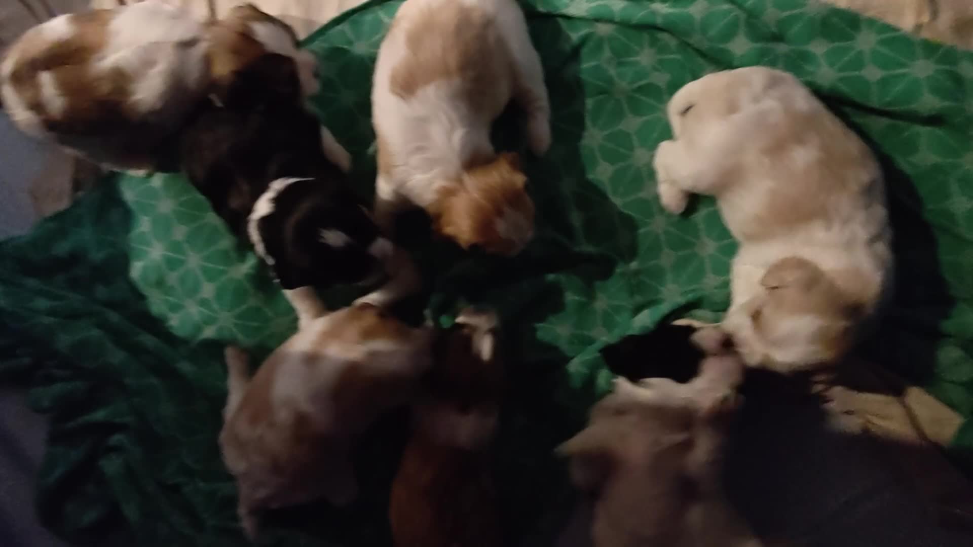Mixed Breed dogs for sale: Coffee - Video 2