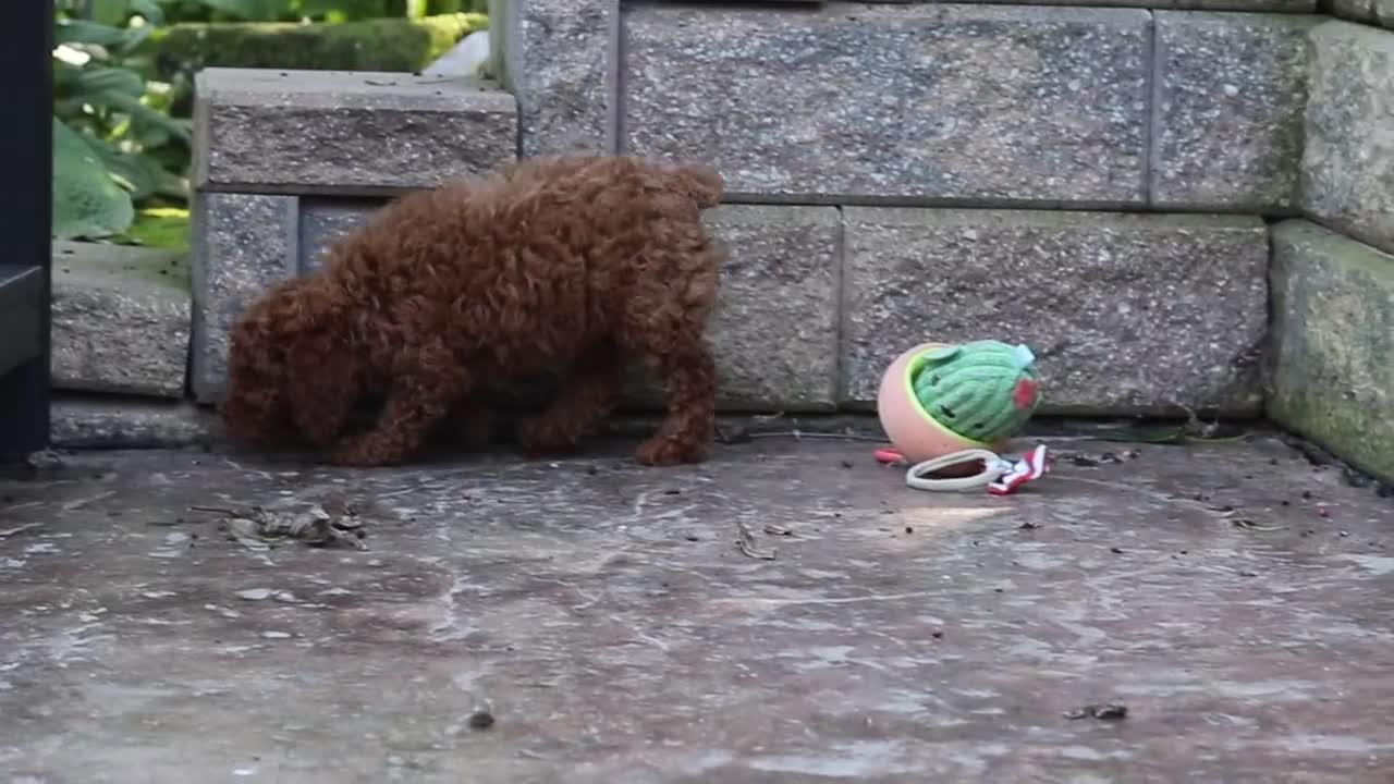 Miniature Poodle dogs for sale: Adam - Video 4