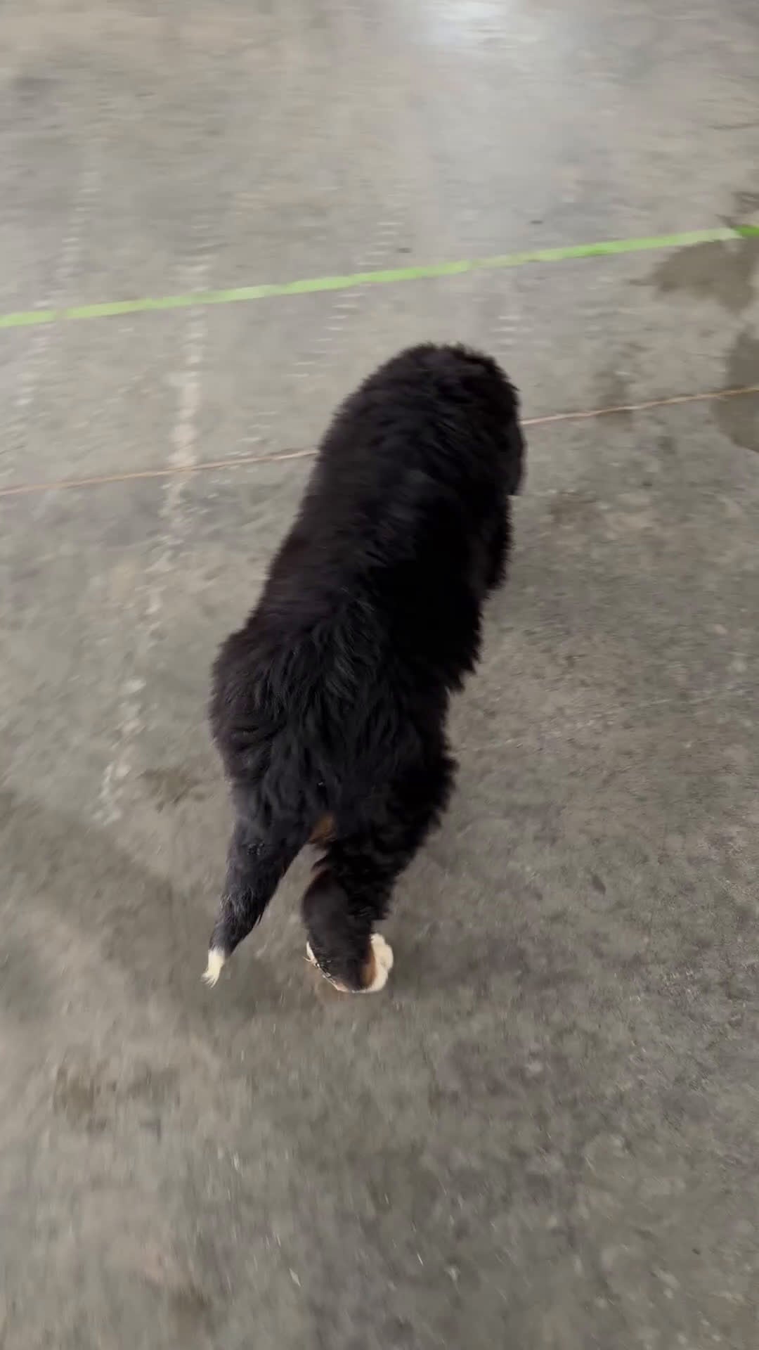 Bernese Mountain Dog dogs for sale: Thor - Video 3