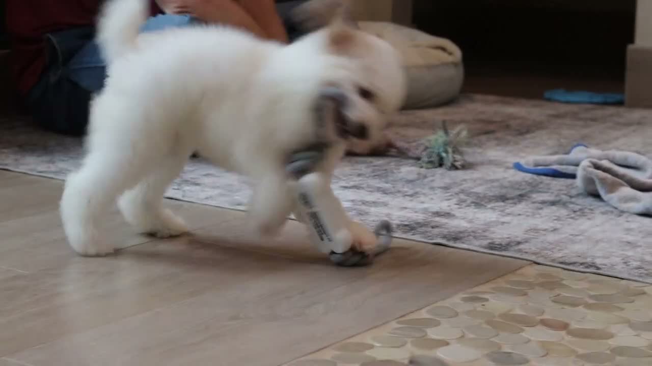 Miniature Poodle dogs for sale: Maisie (AKC) - Video 1