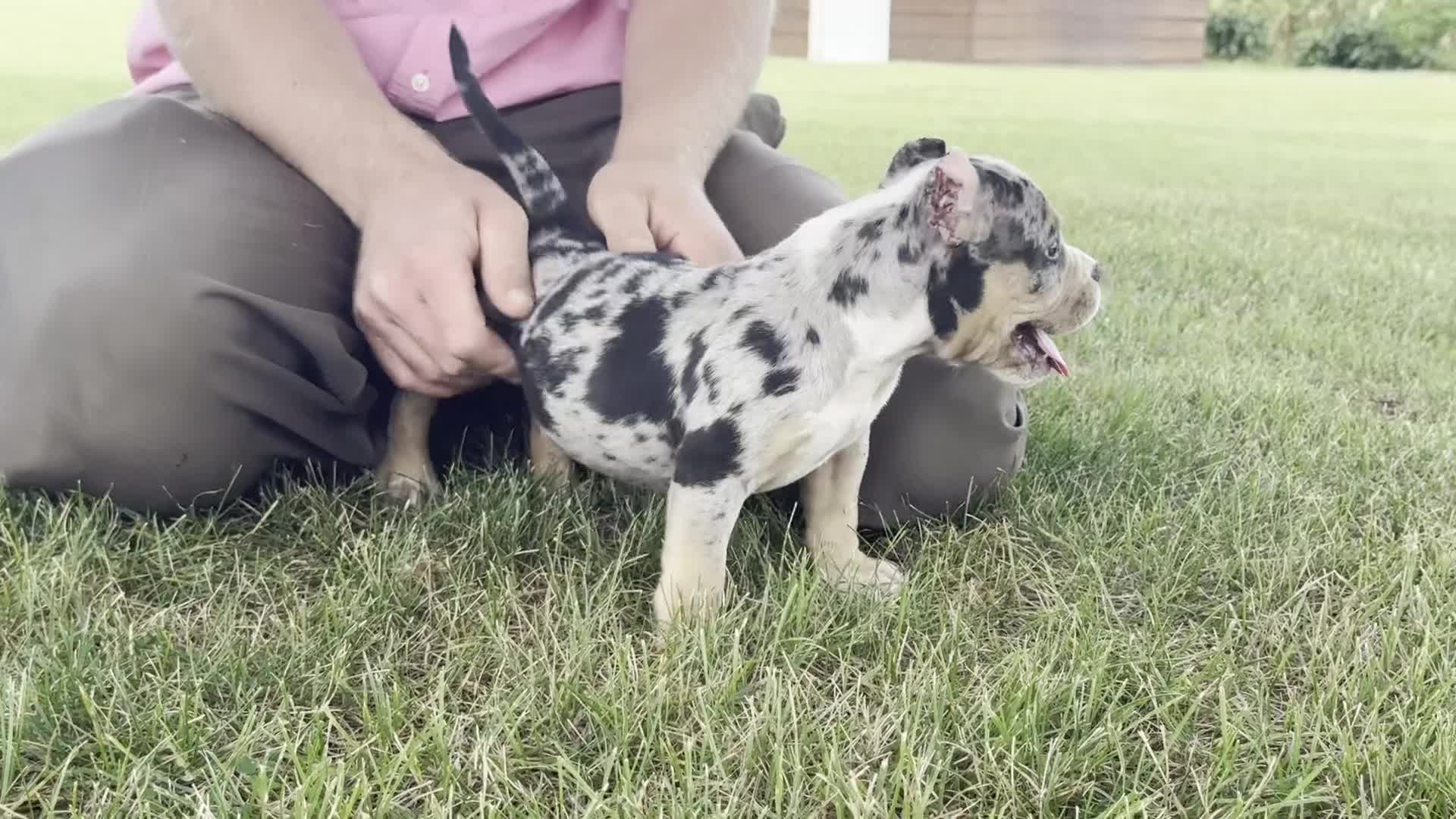 American Bully dogs for sale: Havoc - Video 1