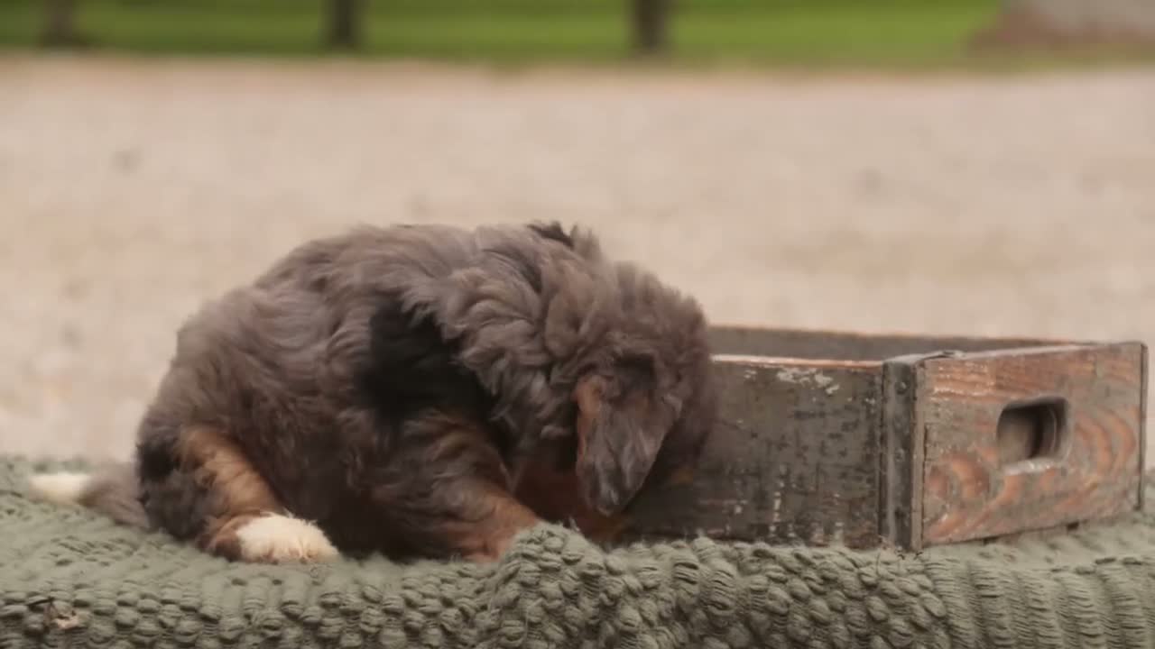 Bernedoodle dogs for sale: Ridge Miniature Bernedoodle  - Video 4