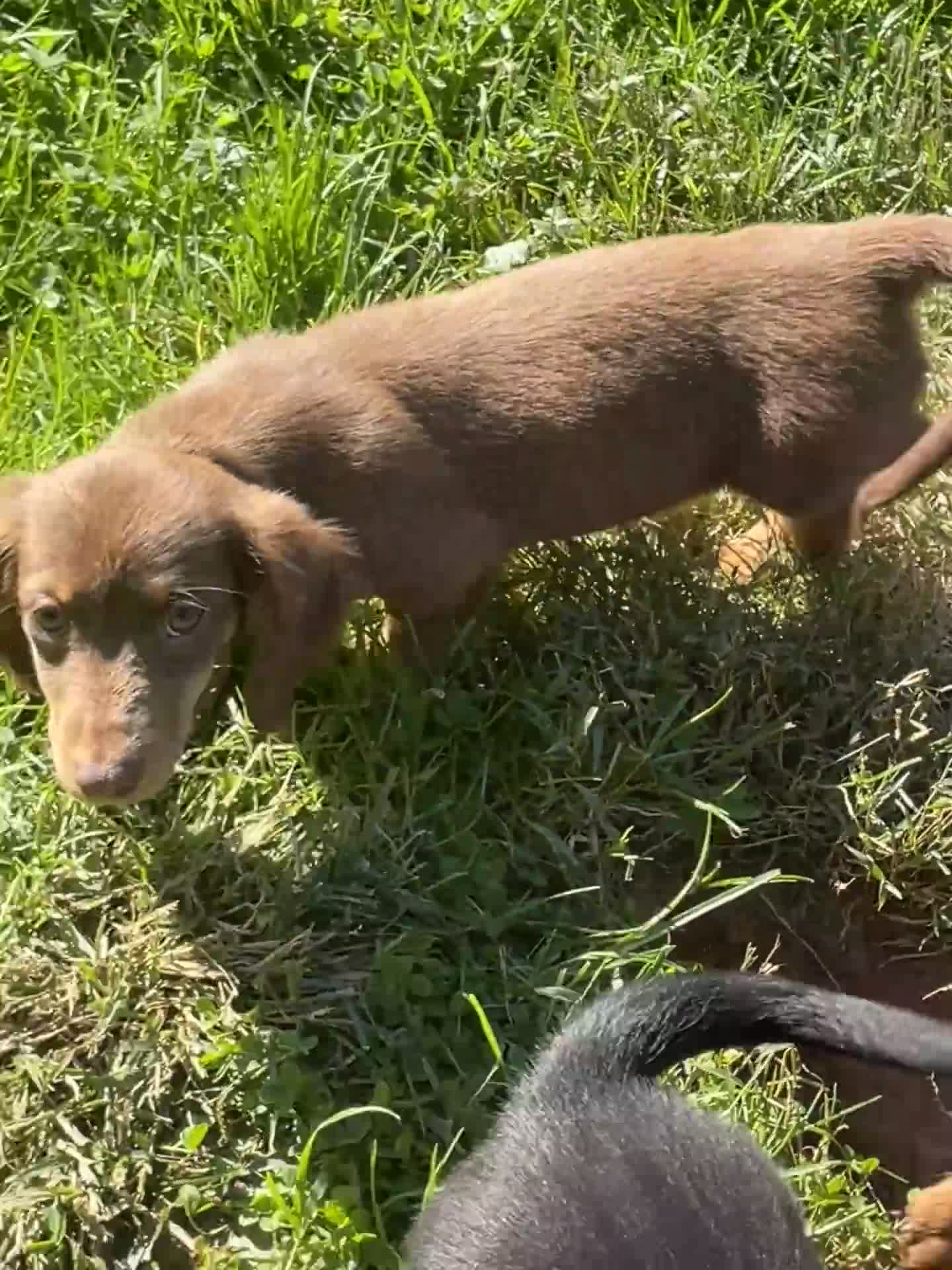 Miniature Dachshund dogs for sale: Scarlet  - Video 1