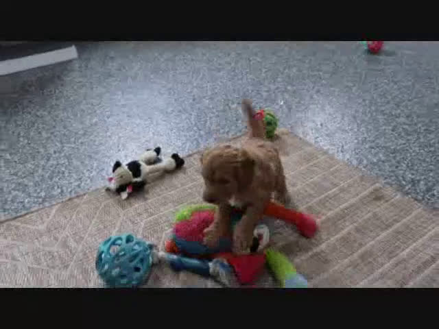 Mini Goldendoodle dogs for sale: Adora - Video 8