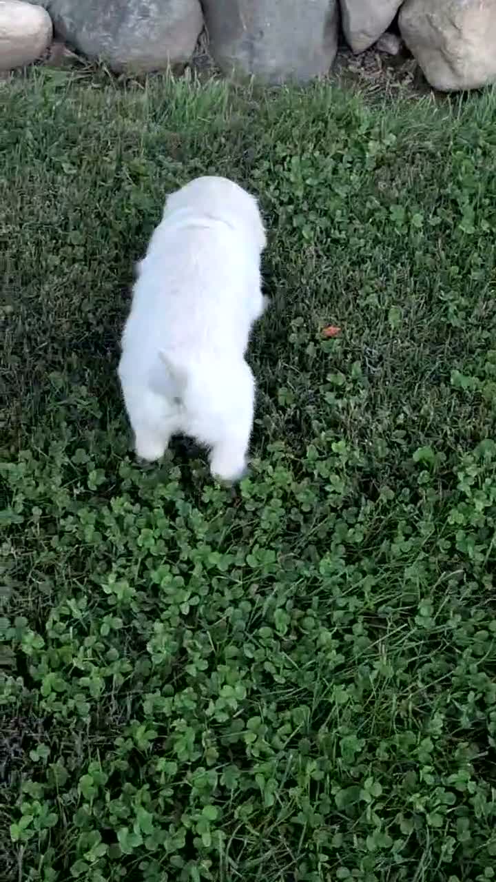 Golden Retriever dogs for sale: Bambi - Video 1