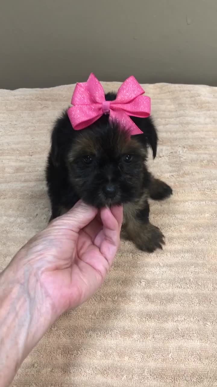 Yorkshire Terrier dogs for sale: 2nd chance - Video 1