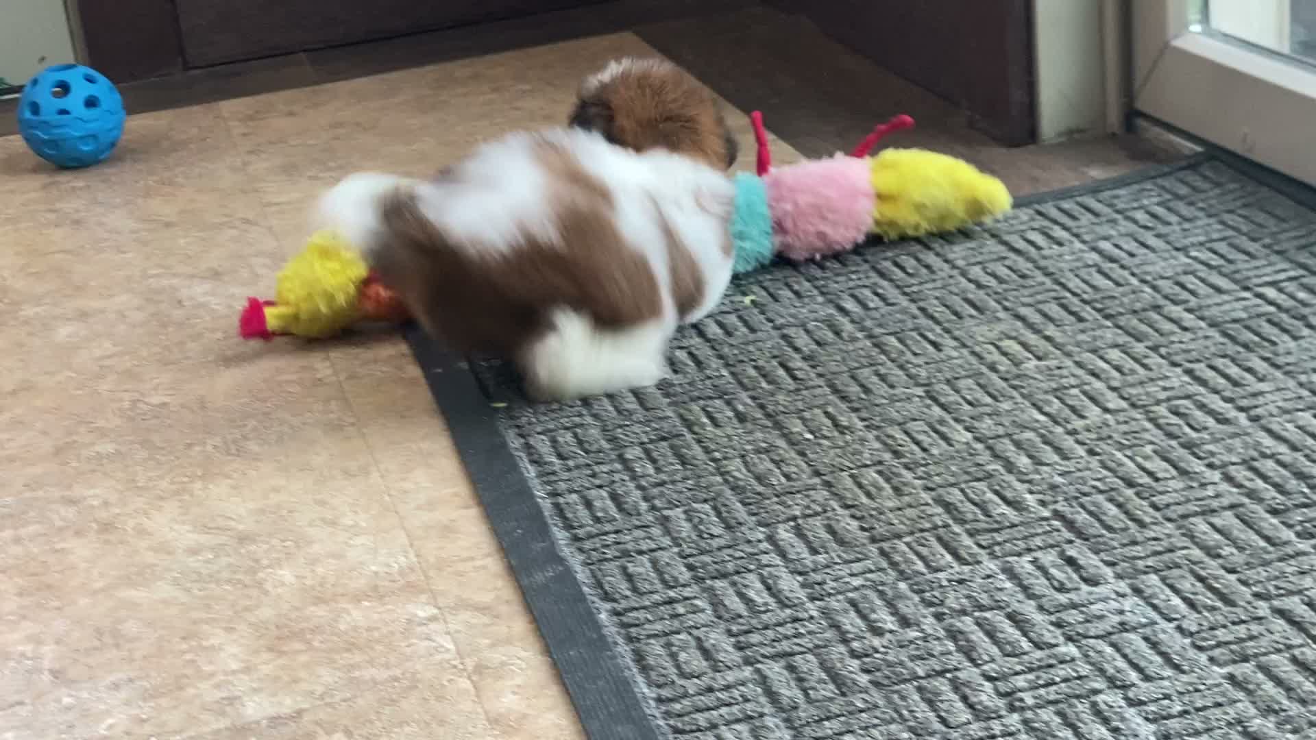 Shih Tzu dogs for sale: Lena - Video 2