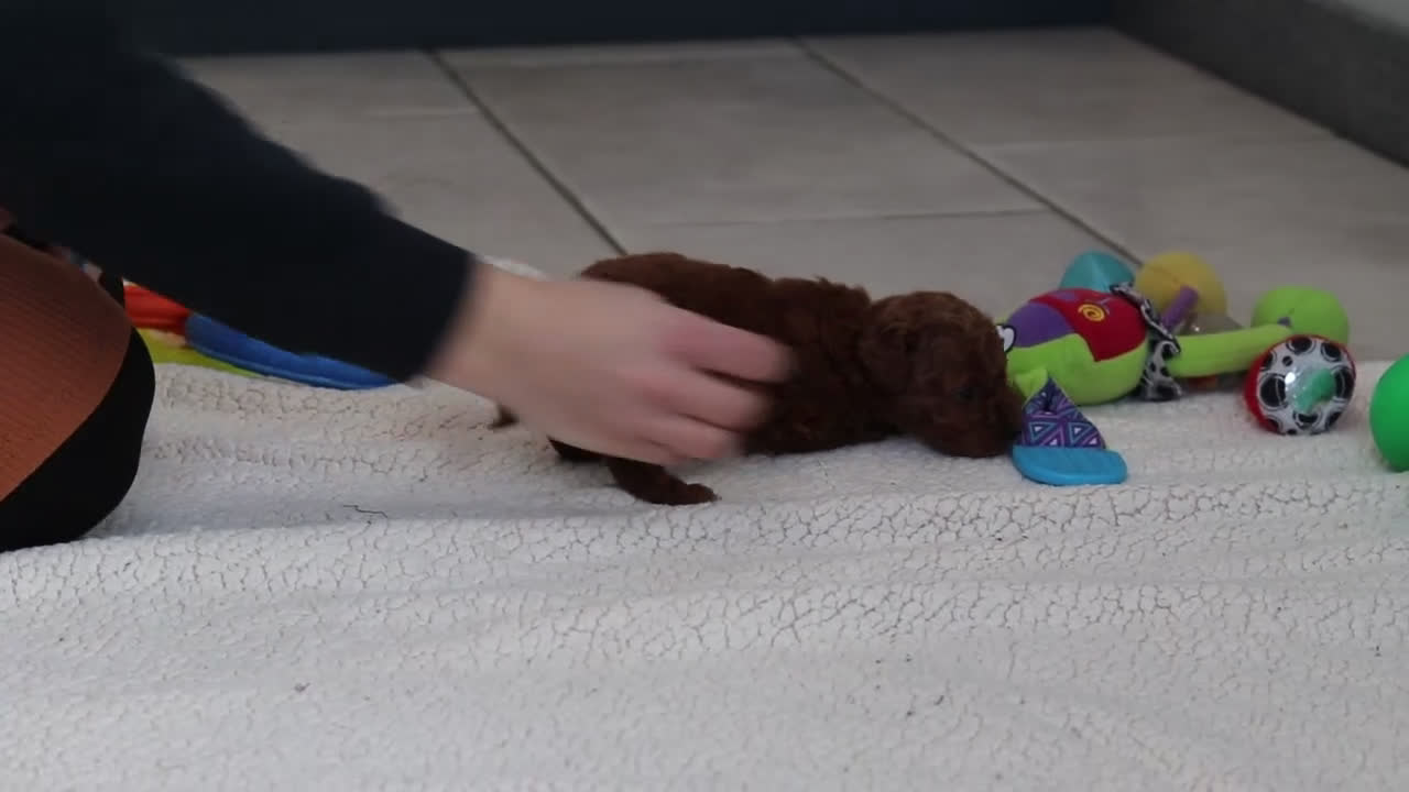 Toy Poodle dogs for sale: Turner - Video 1