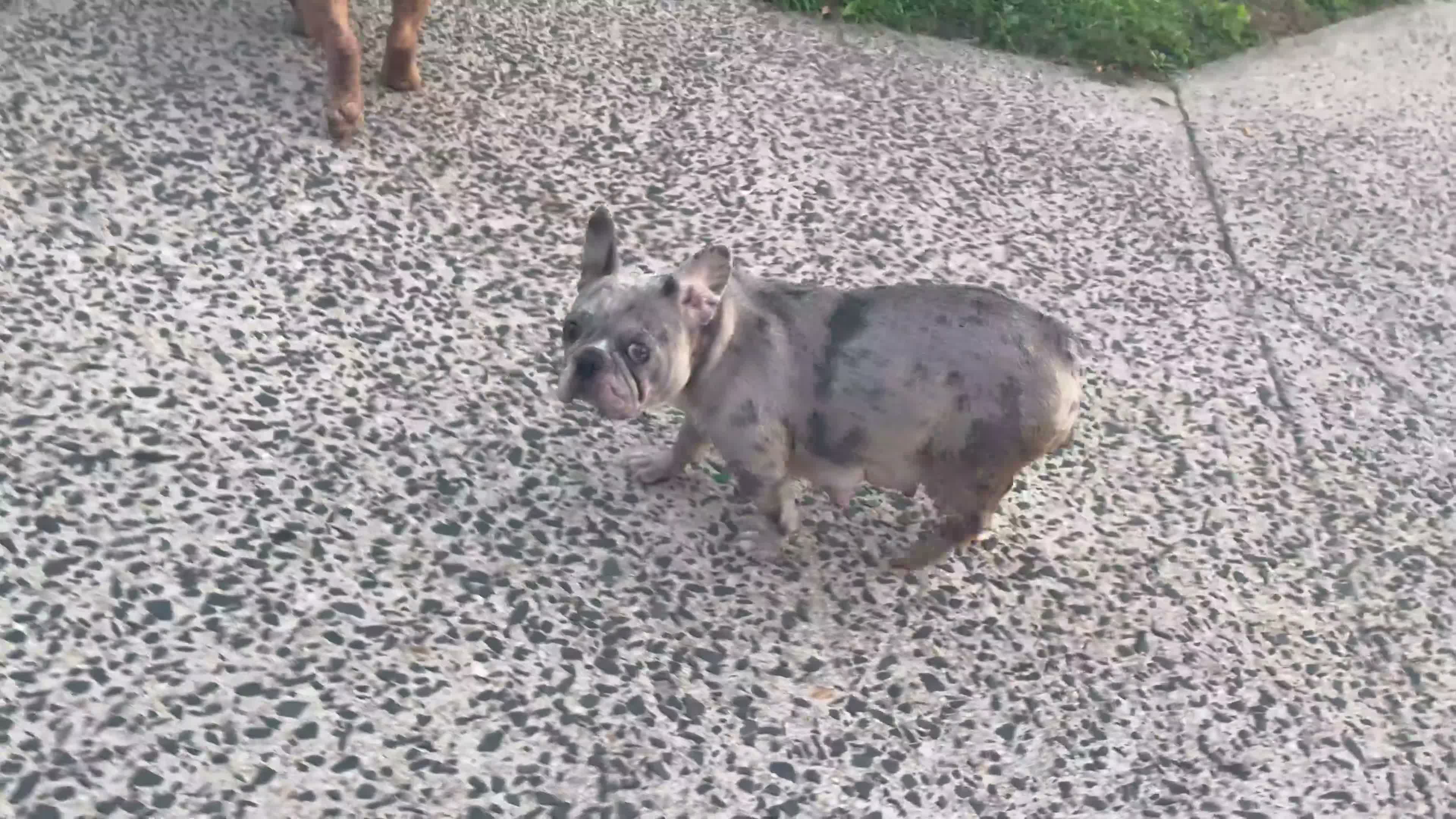 French Bulldog dogs for sale: French Bulldog 4 - Video 1