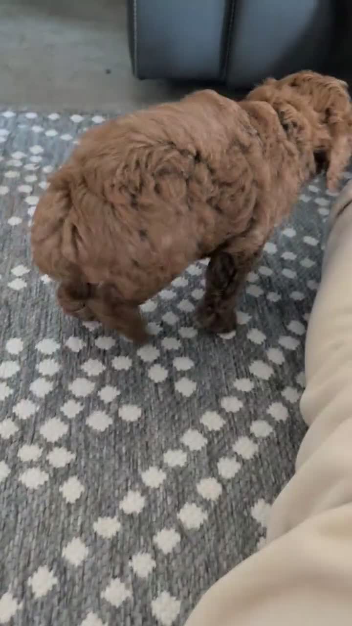 Toy Poodle dogs for sale: Willie - Video 1