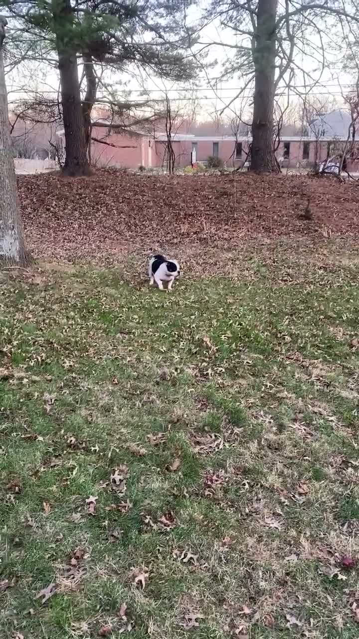 American Bully dogs for stud: American bully  - Video 2