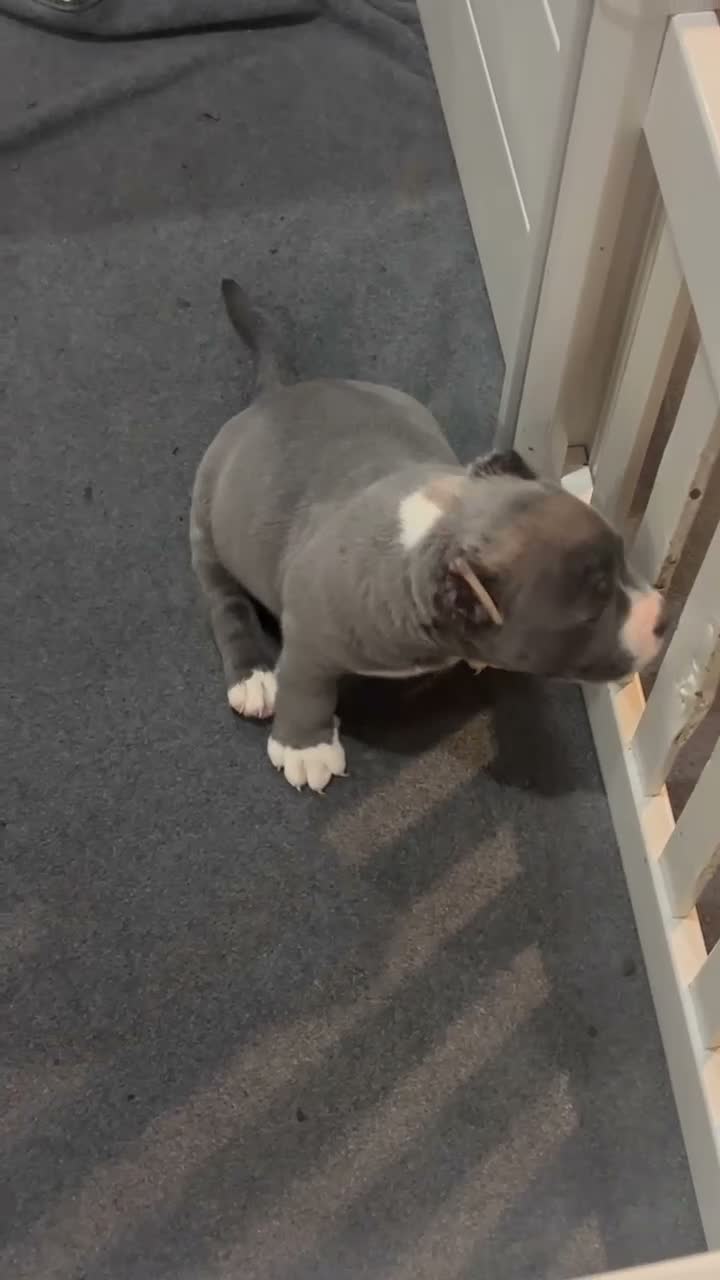 American Bully dogs for sale: American Bully 4 - Video 1