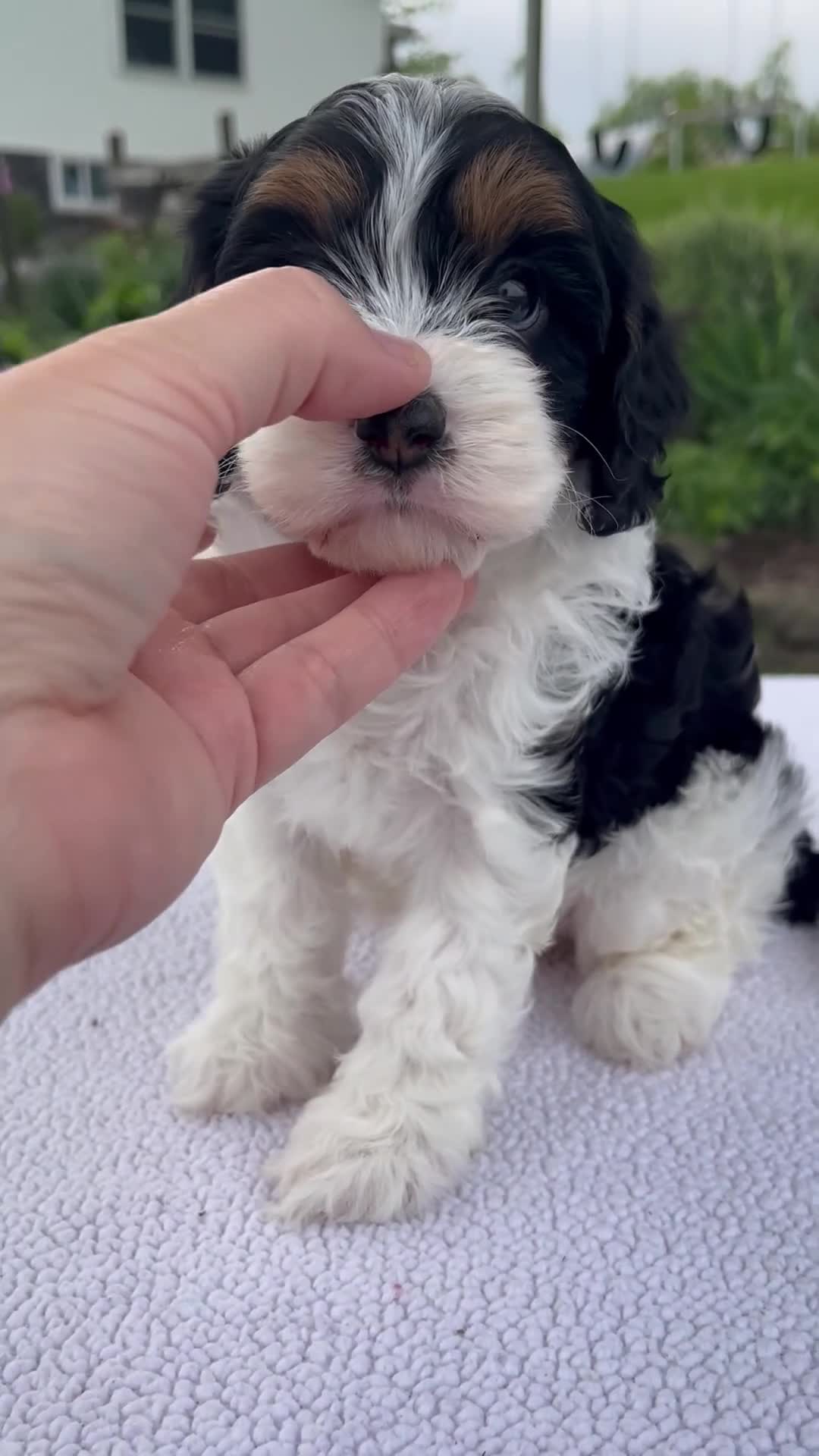 Cavapoo dogs for sale: Joy - Video 1