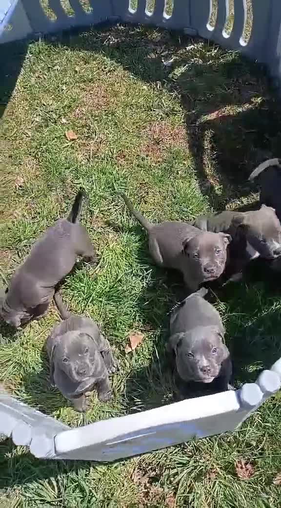 American Pit Bull Terrier dogs for sale: American Pit Bull Terrier Puppy 1 - Video 1