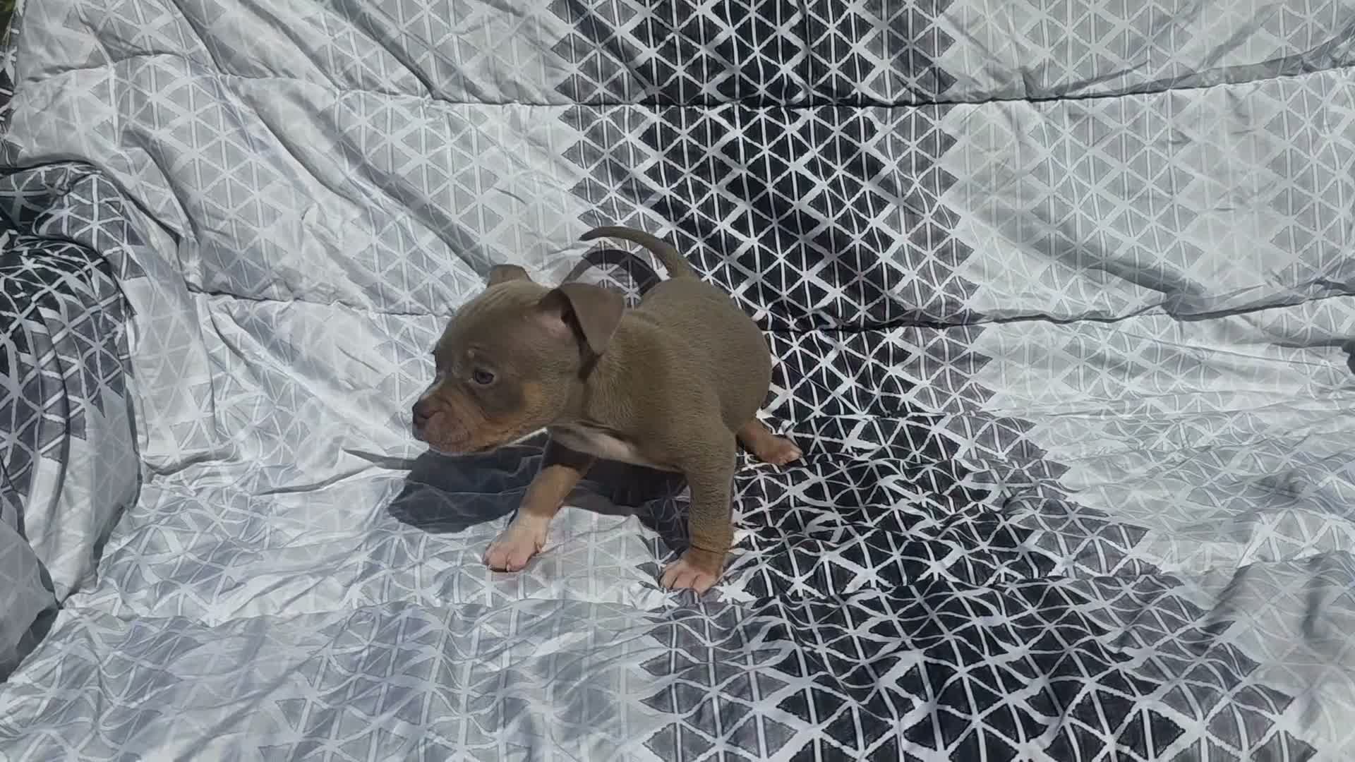 American Bully dogs for sale: Female 2 - Video 1
