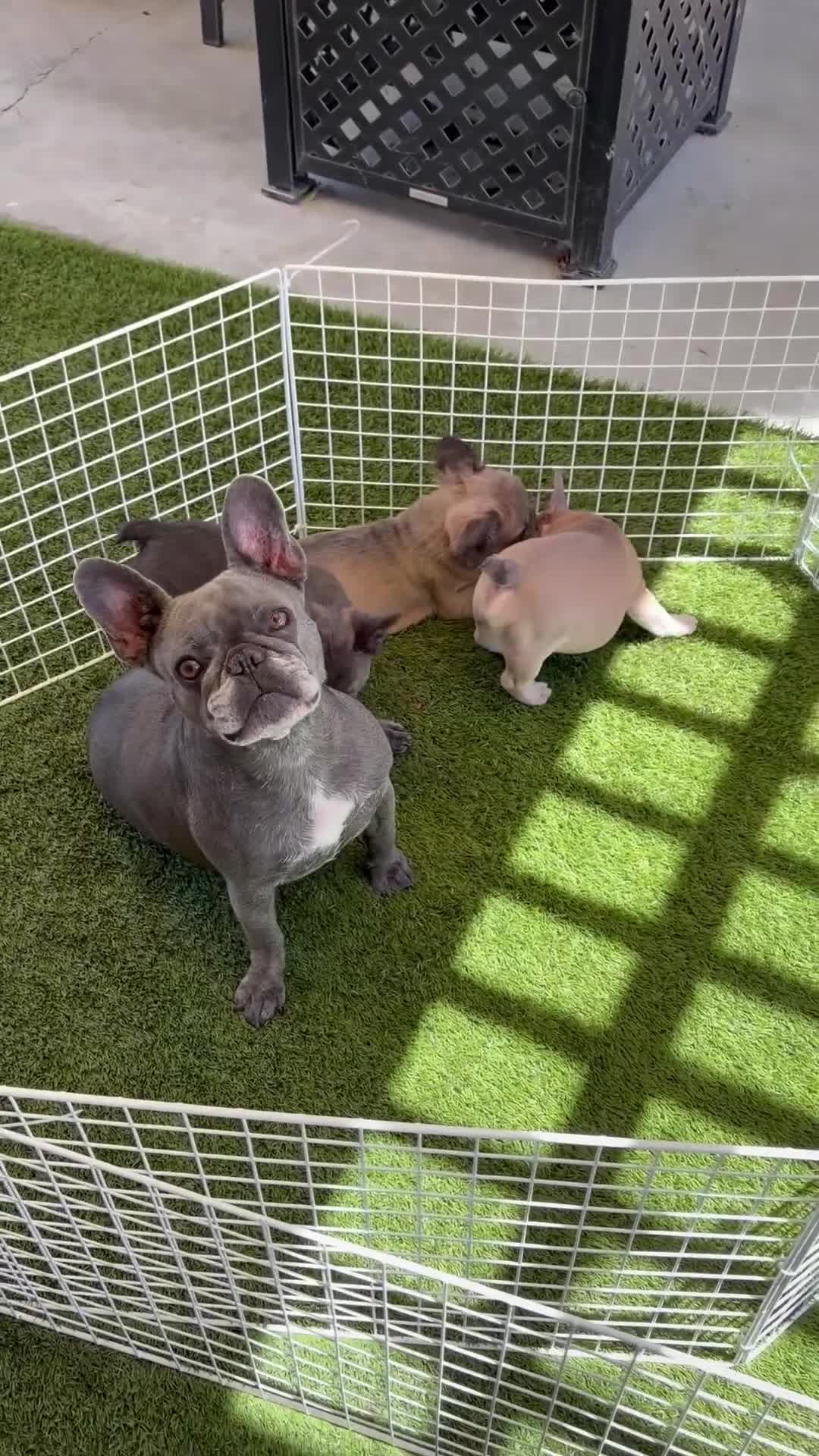 French Bulldog dogs for sale: Lilly - Video 3
