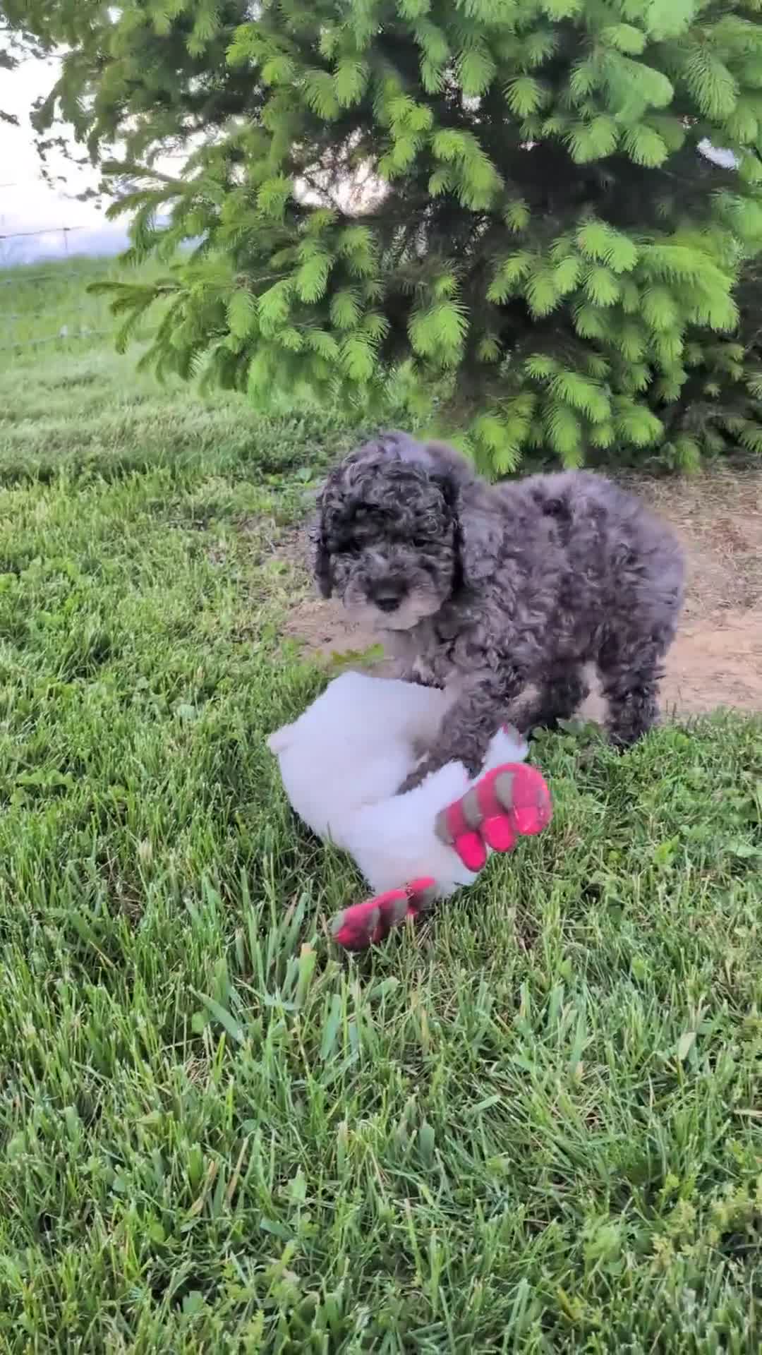 Miniature Poodle dogs for sale: Miniature Poodle Puppy 1 - Video 1