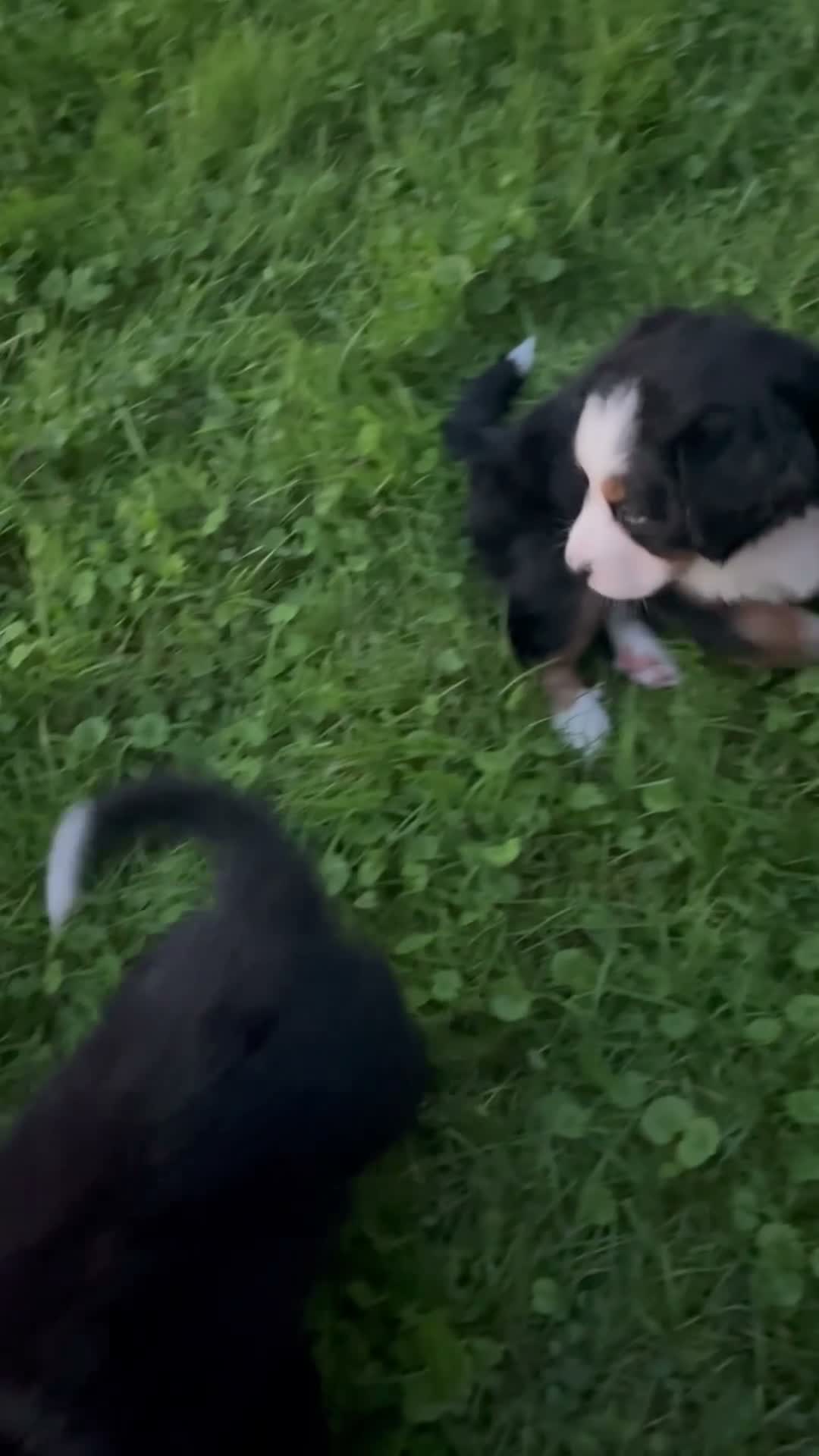 Bernese Mountain Dog dogs for sale: Sara Beth - Video 2