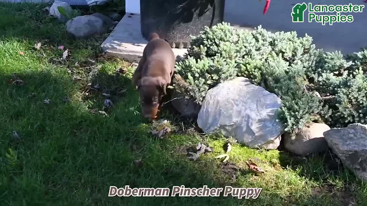 Doberman Pinscher dogs for sale: Archie - Video 1