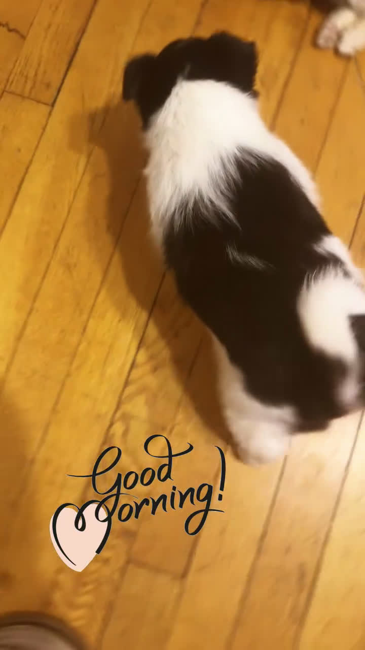 Mixed Breed dogs for sale: Oreo - Video 1