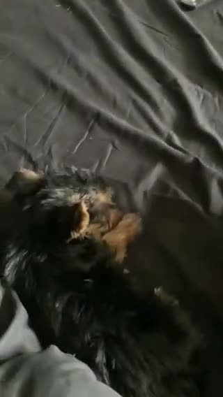 Yorkshire Terrier dogs for sale: Buddy - Video 2