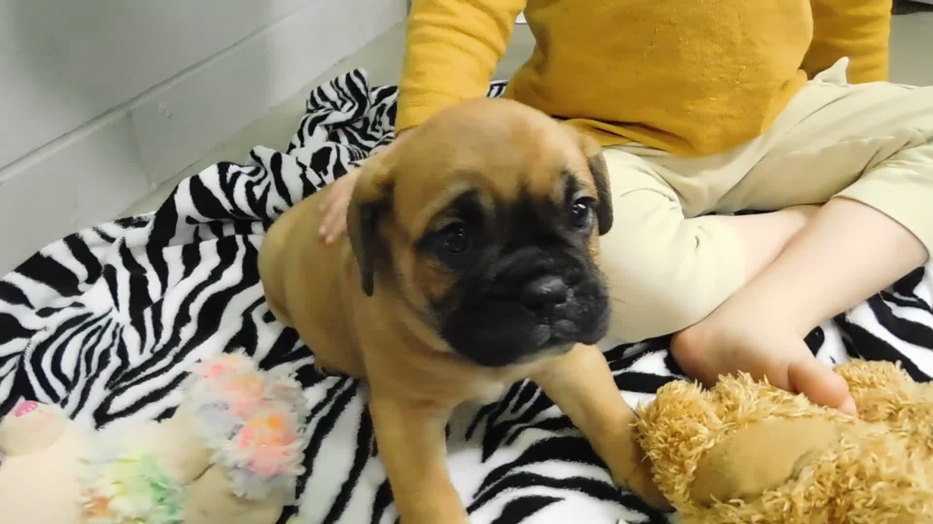 Mixed Breed dogs for sale: Buster - Video 1