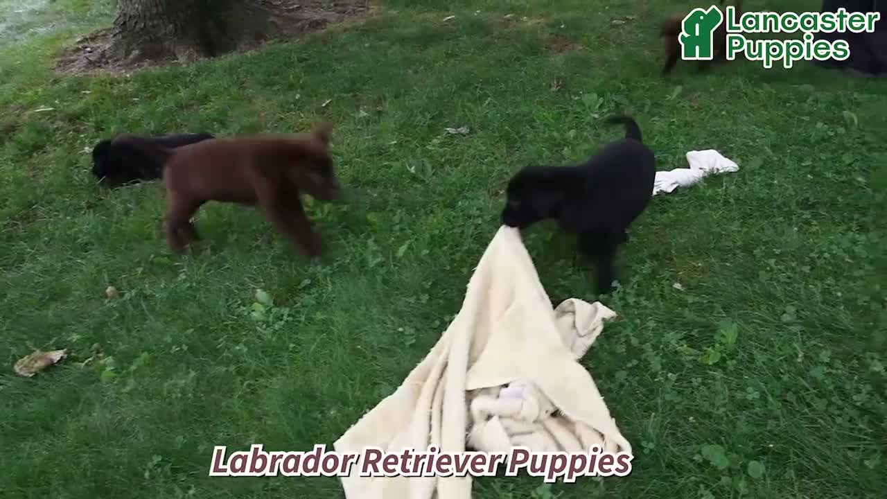 Labrador Retriever dogs for sale: Kelly - Video 1