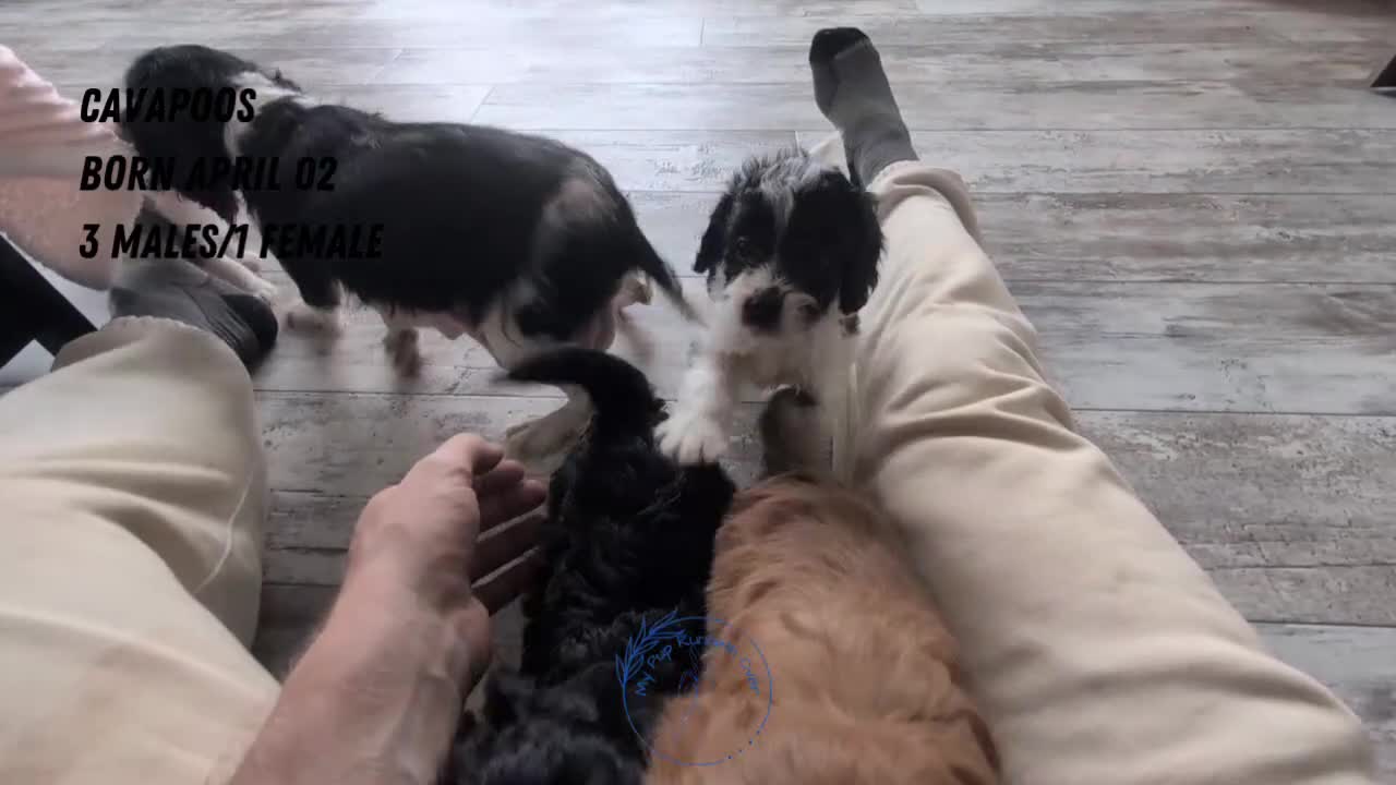 Cavapoo dogs for sale: Shiloh - Video 2
