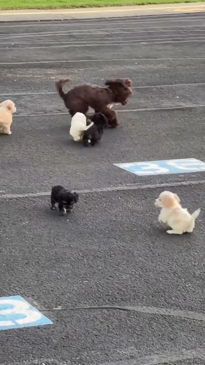 Cockapoo dogs for sale:  4. Teddy - Video 2