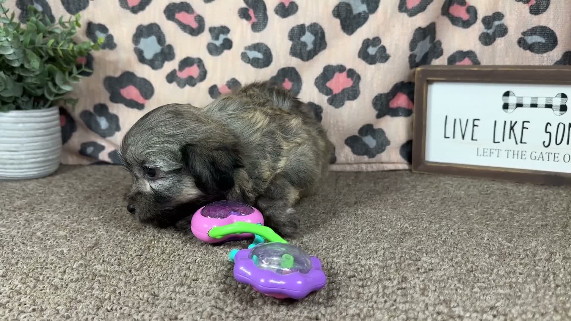 Havanese dogs for sale: Havanese 1 - Video 3