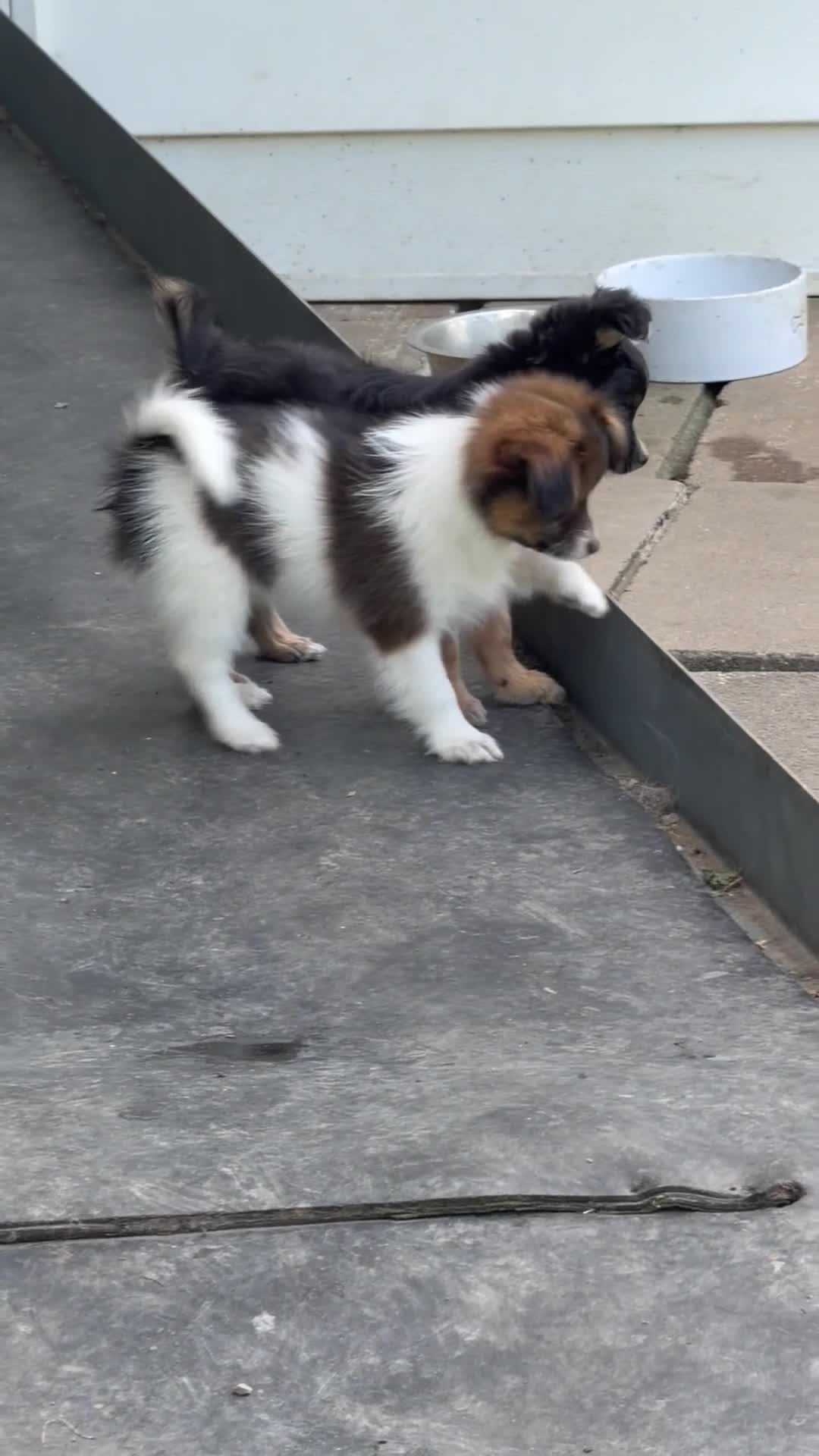 Mixed Breed dogs for sale: Mixed Breed 2 - Video 3