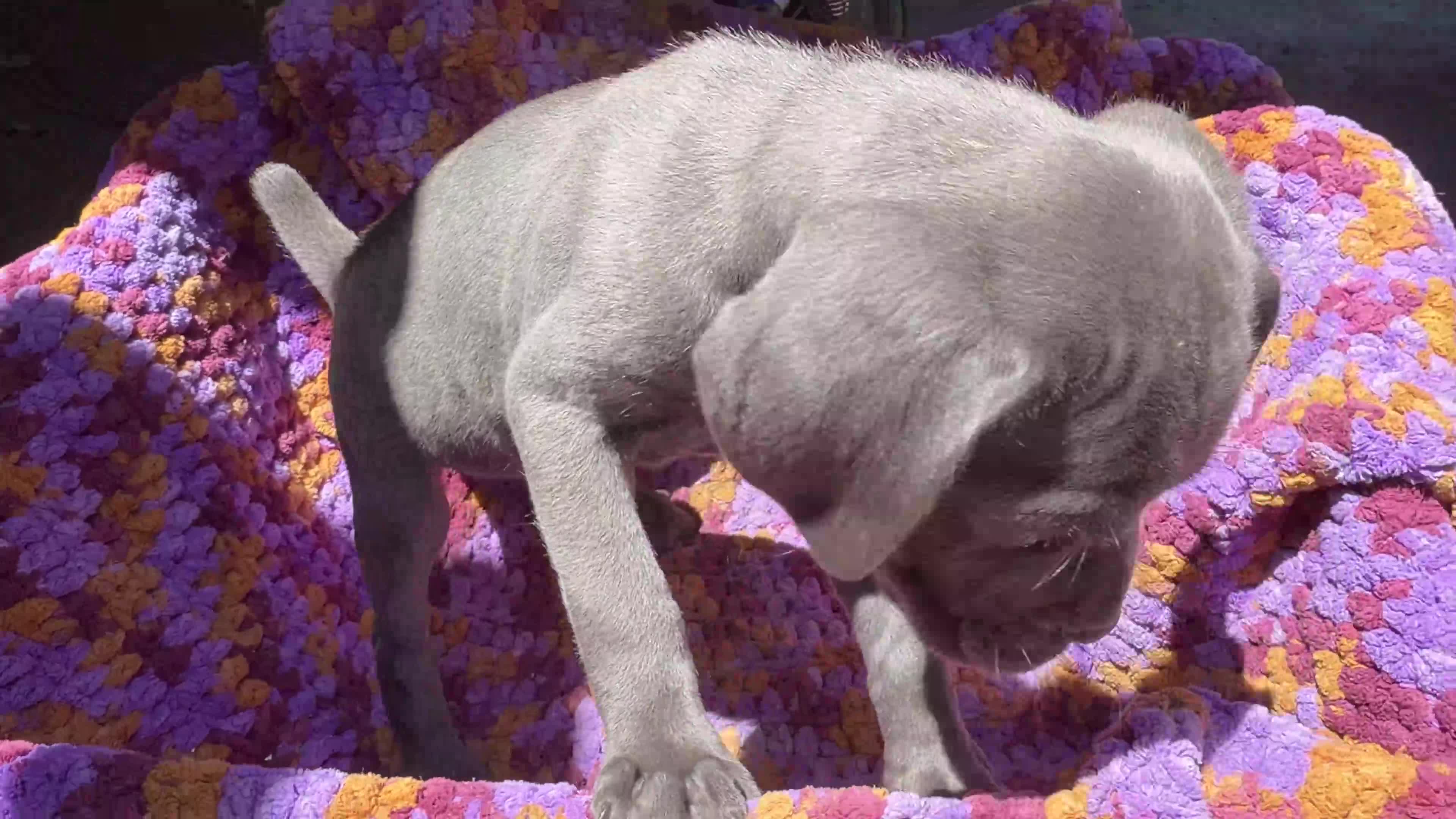 Cane Corso dogs for sale: Cane Corso Puppy Grey Girl - Video 1