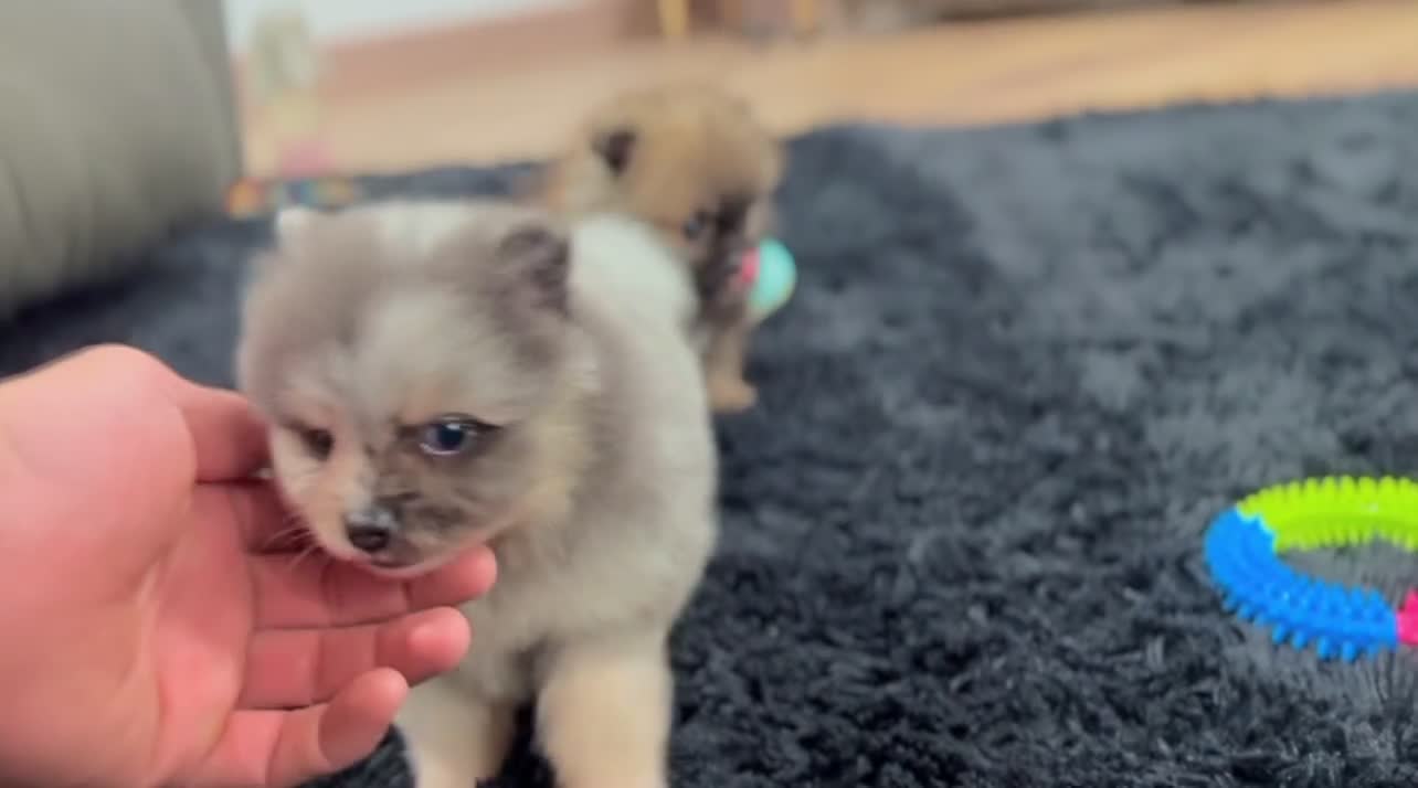 Pomeranian dogs for sale: Minnie - Video 3