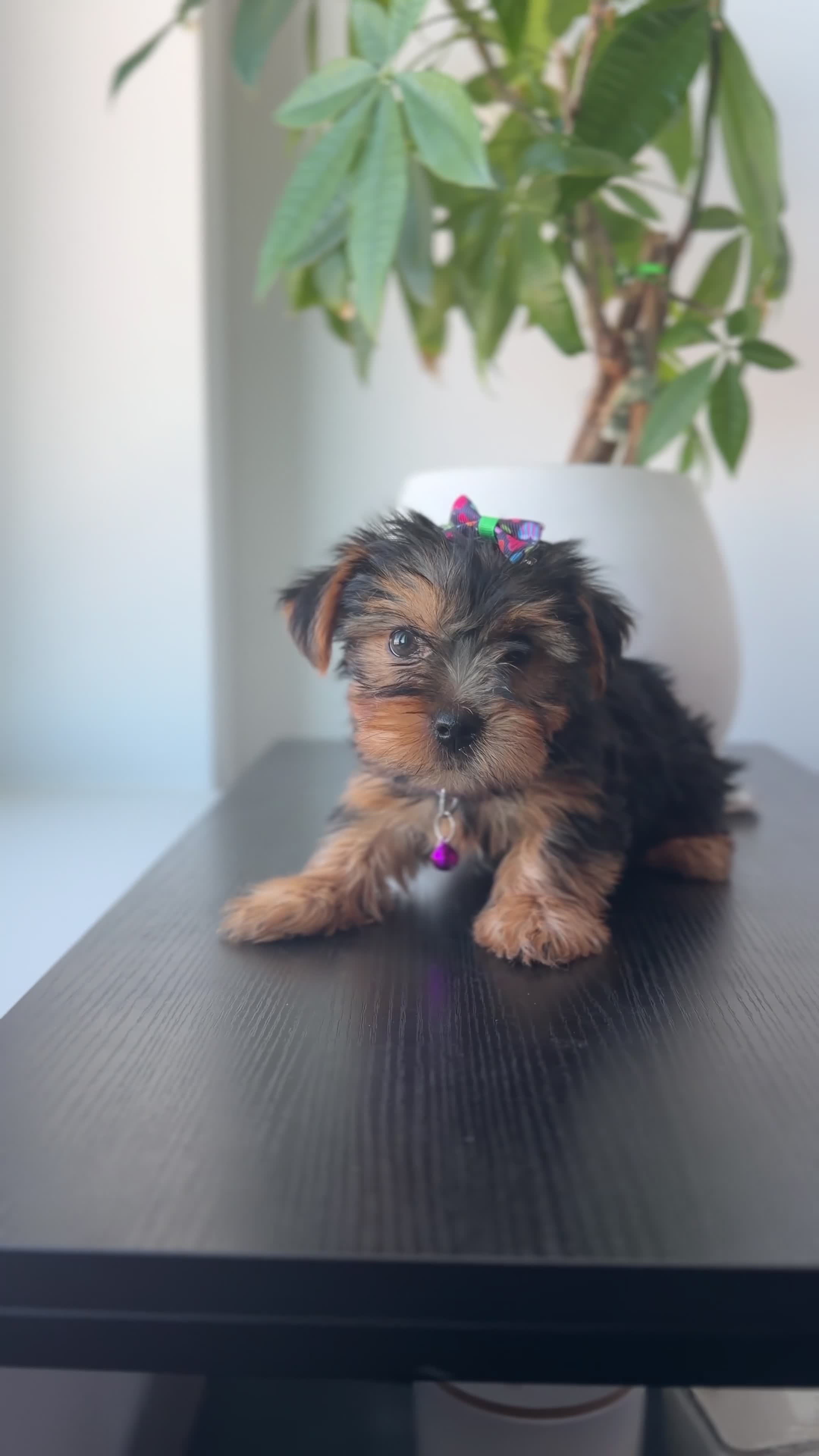Yorkshire Terrier dogs for sale: Teacup Mya - Video 2