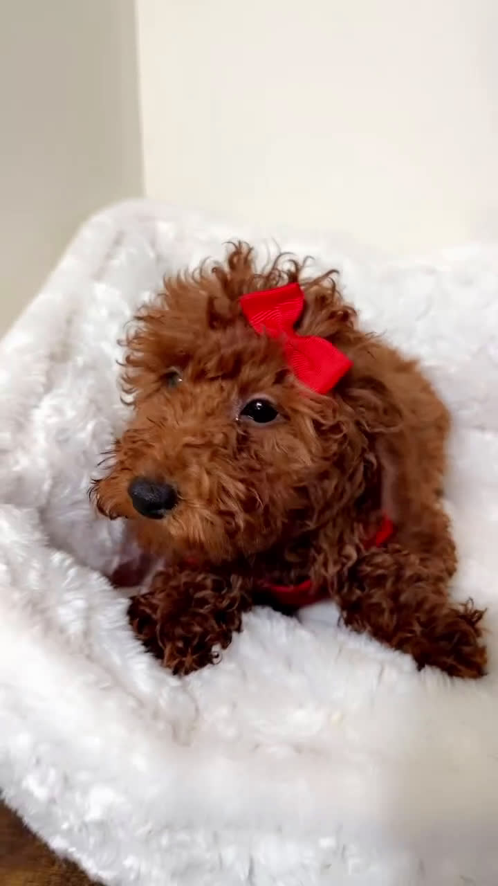 Cavapoo dogs for sale: Dakota  - Video 1