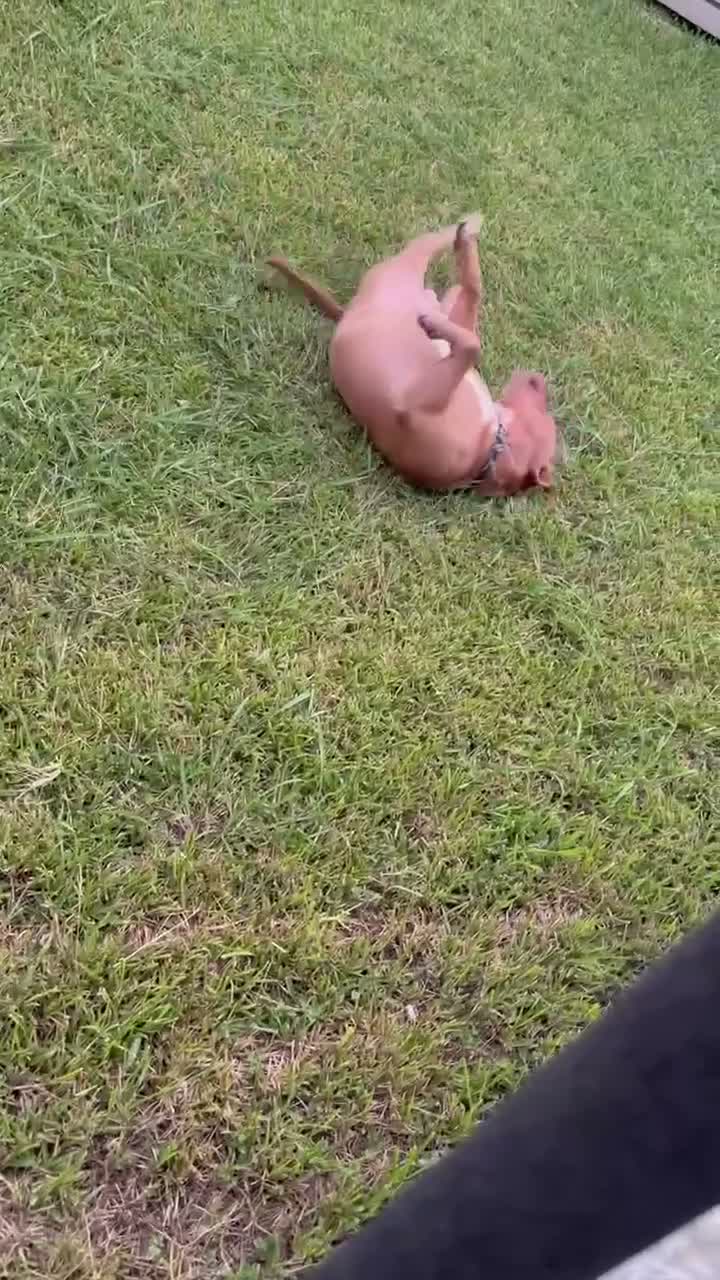 Mixed Breed dogs for sale: Mixed Breed 1 - Video 1