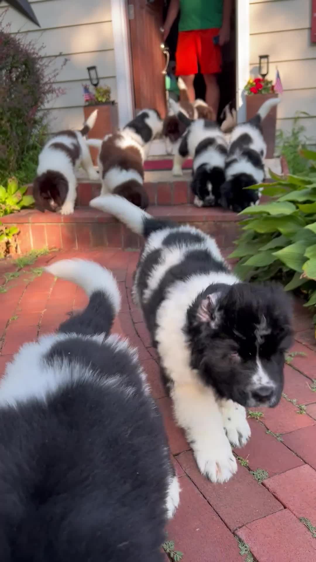 Newfoundland dogs for sale: Brown Walnut - Video 1