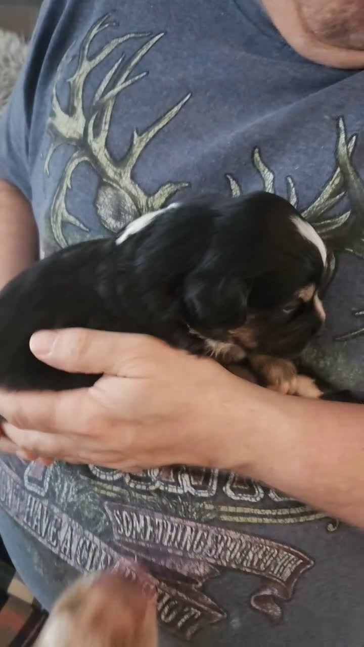 Miniature Australian Shepherd dogs for sale: Miniature Australian Shepherd Puppy 3 - Video 2