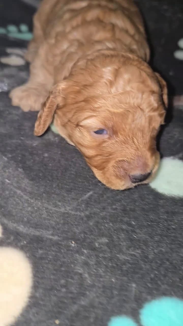 Toy Poodle dogs for sale: Toy Poodle Puppy 1 - Video 1