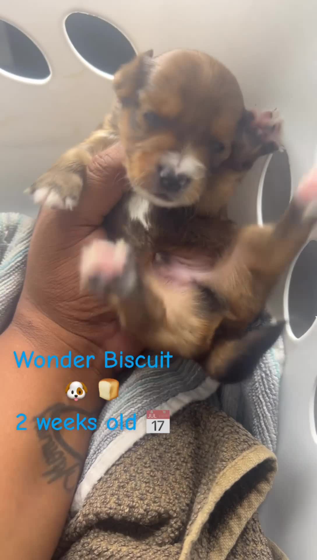 Mixed Breed dogs for sale: Wonder biscuit 🐶 🍞  - Video 2