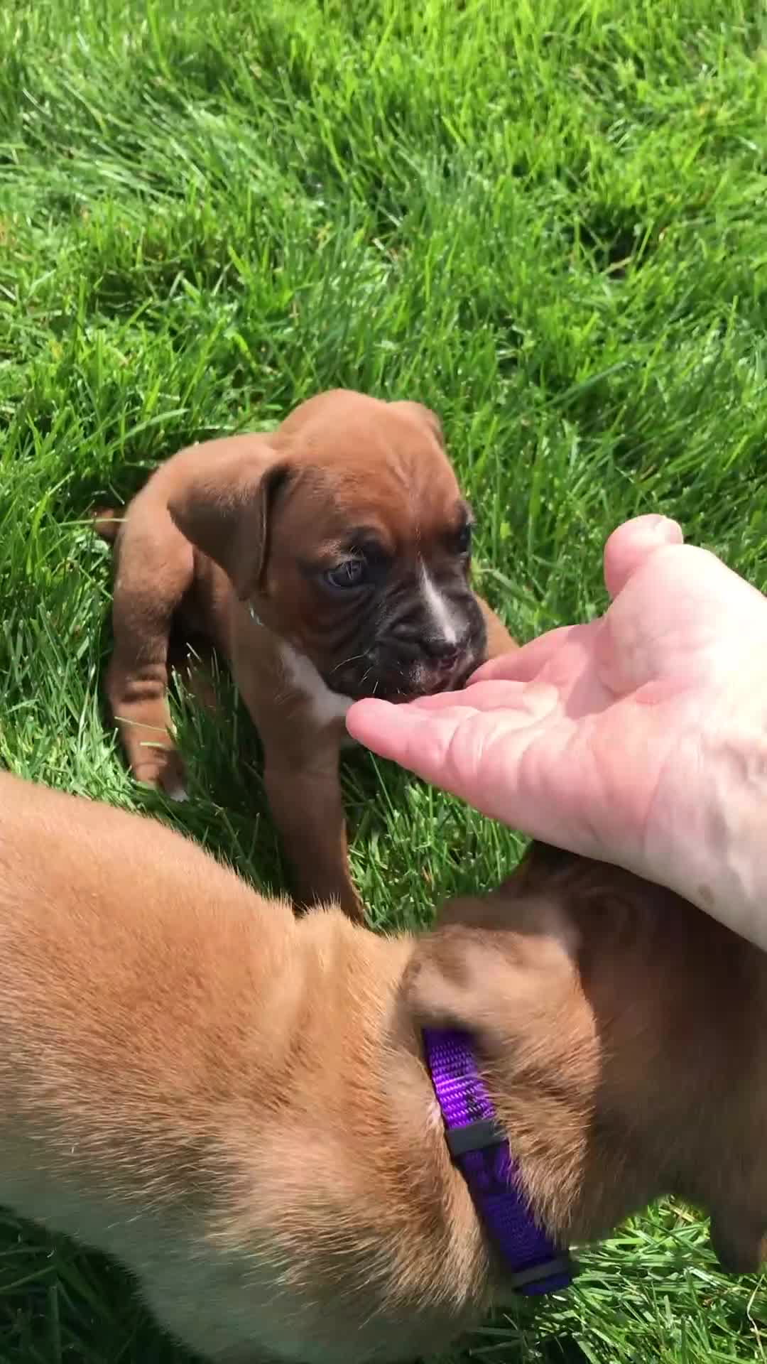 Boxer dogs for sale: Aspen Puppy 1 - Video 3