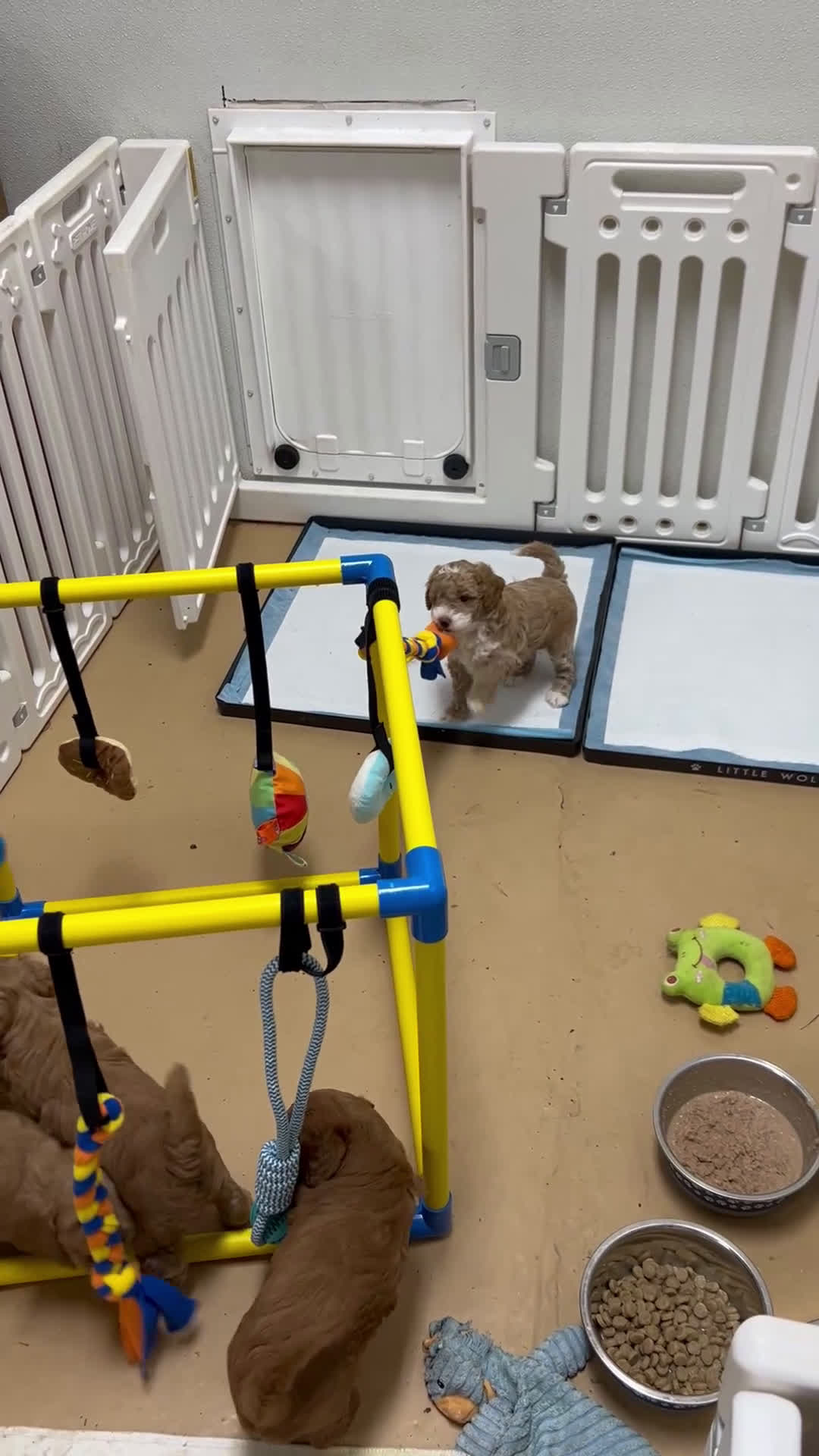 Mini Goldendoodle dogs for sale: Petite Darling Mini Goldendoodle Puppy 6 - Video 1