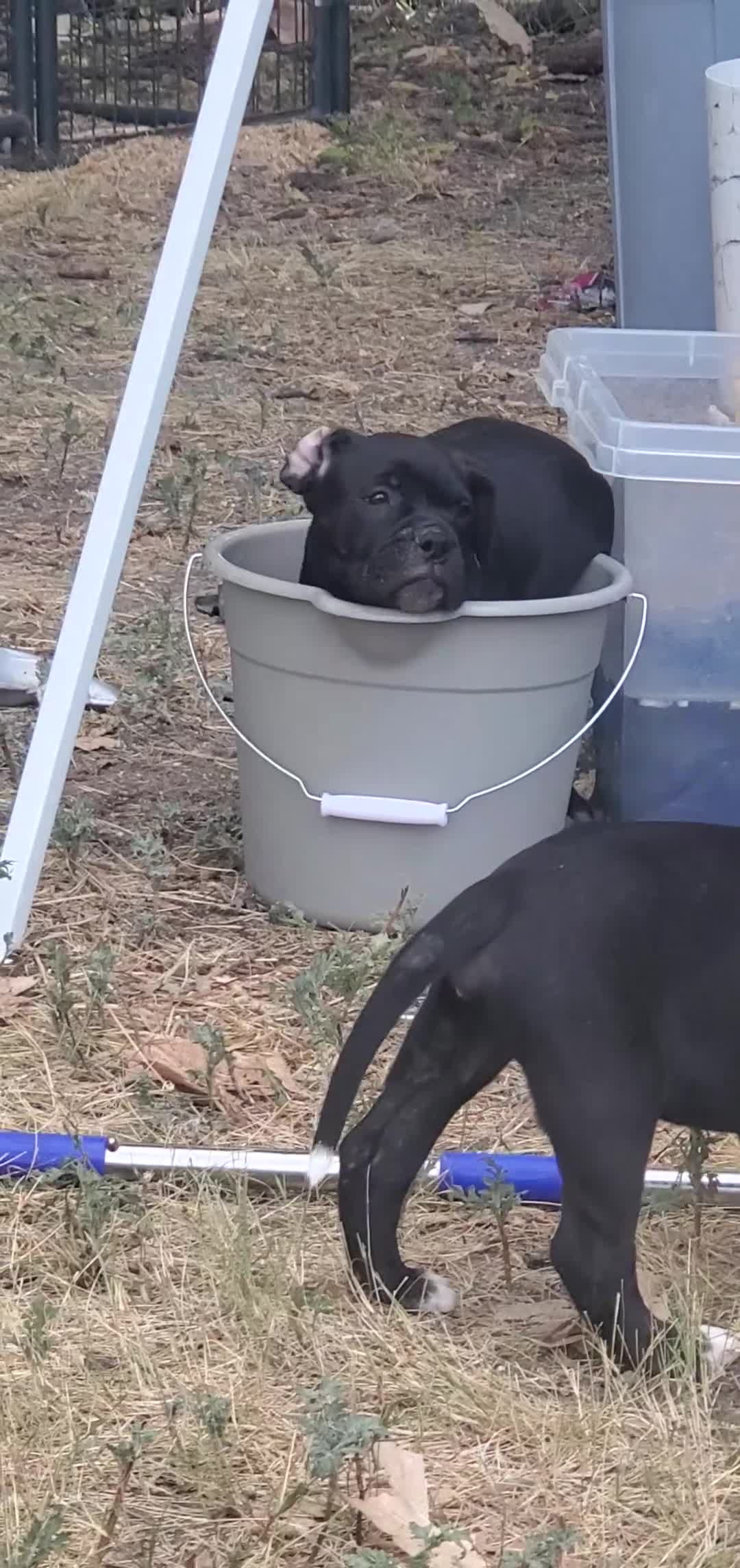 Alapaha Blue Blood Bulldog dogs for sale: Alapaha Blue Blood Bulldog 4 - Video 1