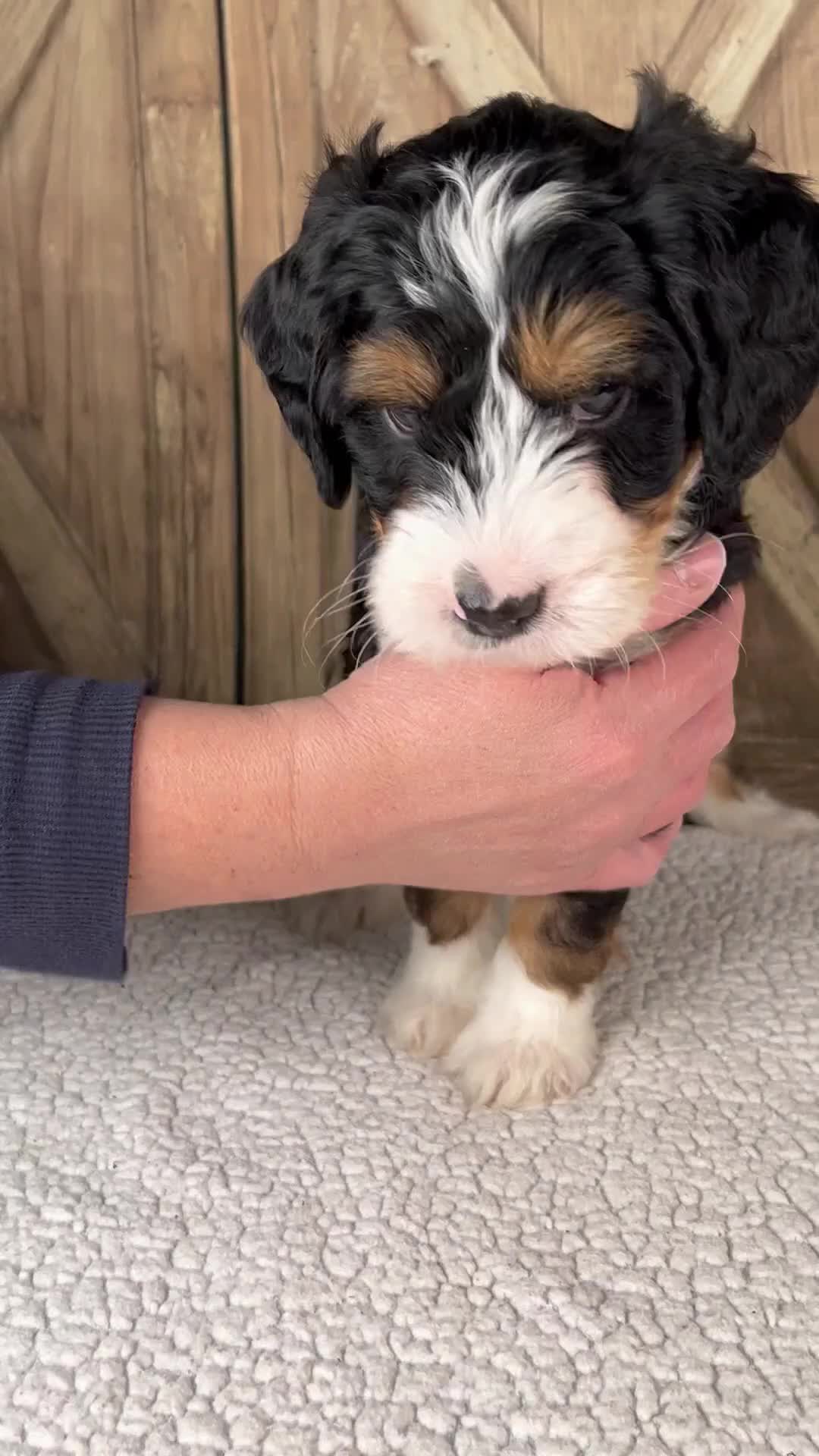 Mini Bernedoodle dogs for sale: Travis - Video 1