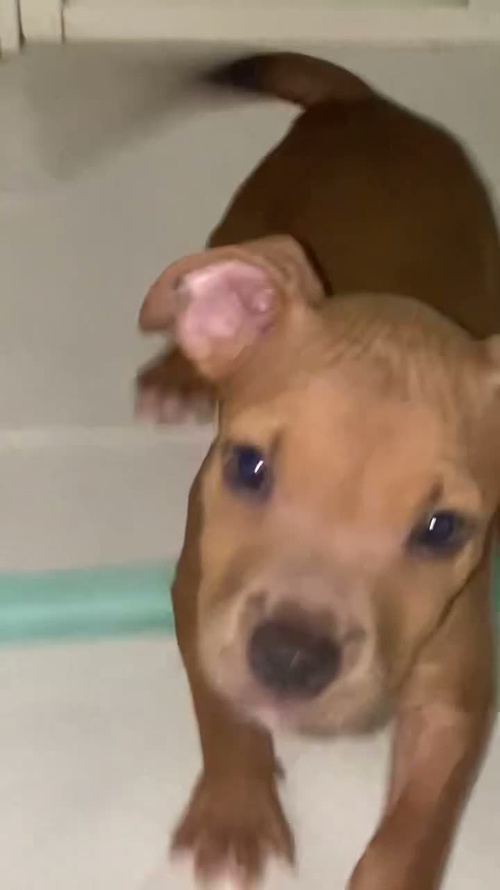 American Bully dogs for sale: American Bully 1 - Video 3