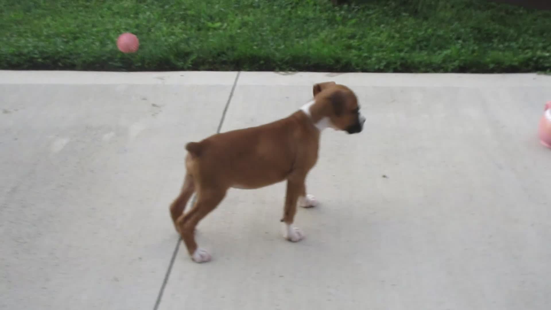 Boxer dogs for sale: Autumn - Video 1