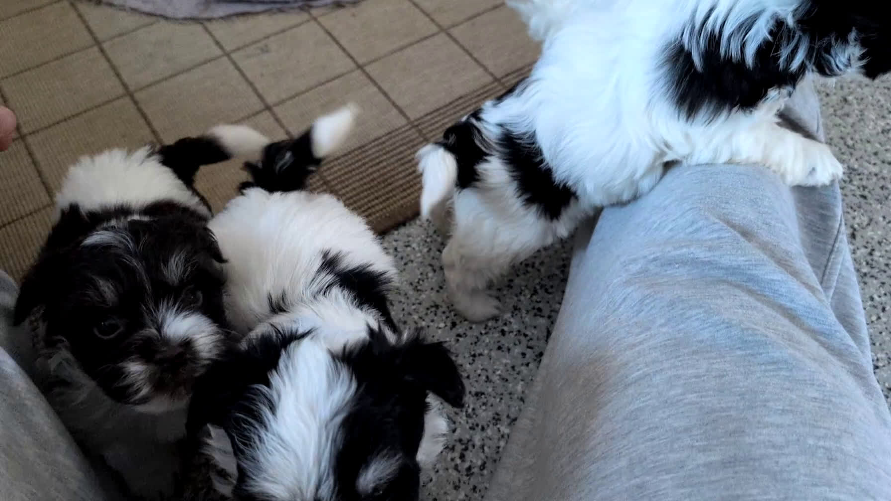 Havanese dogs for sale: Zeus - Video 5