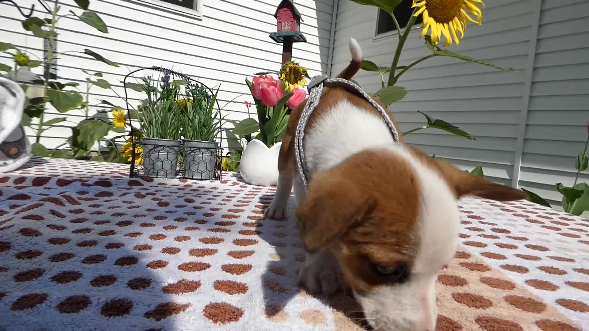 Jack Chi dogs for sale: Jack Chi 4 Jack - Video 1