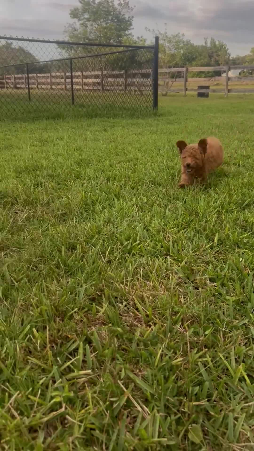 Mini Goldendoodle dogs for sale: Mini Goldendoodle Puppy 3 - Video 3