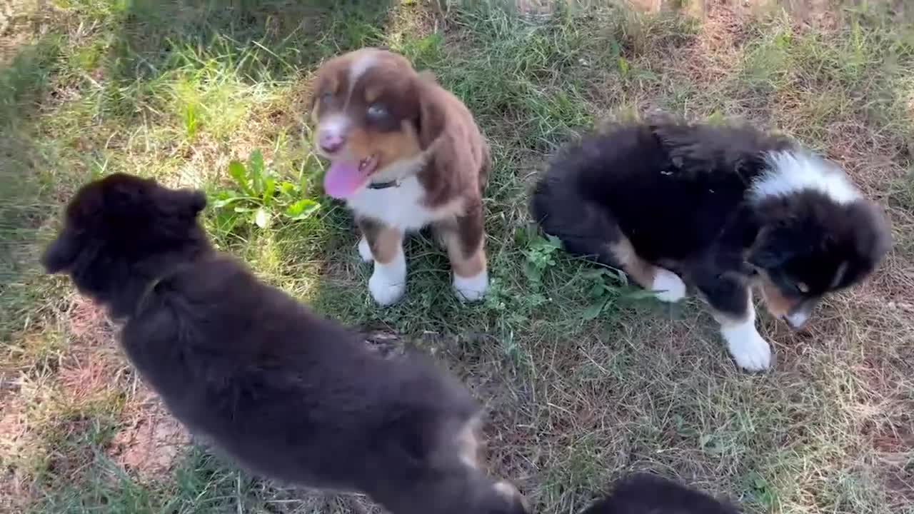 Australian Shepherd dogs for sale: Ryan - Video 1